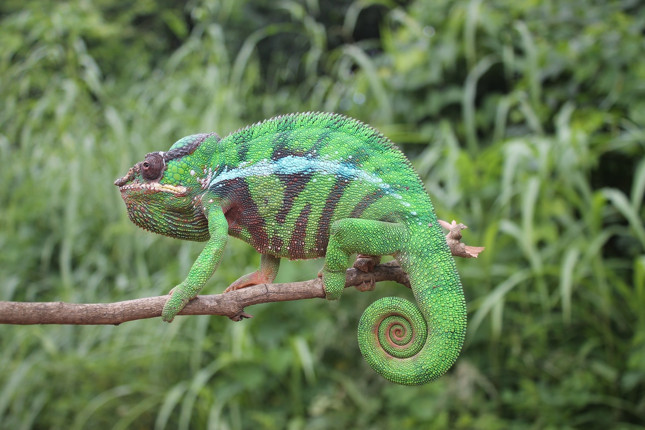 Furcifer Pardalis - Pantherchamäleon 