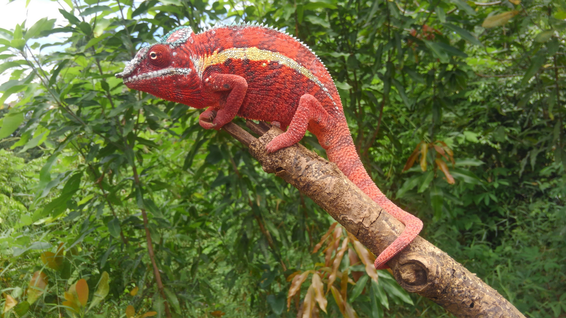 Furcifer pardalis - Pantherchamaeleon - Pinkpanther