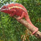 Furcifer pardalis - Pantherchamaeleon - Pinkpanther