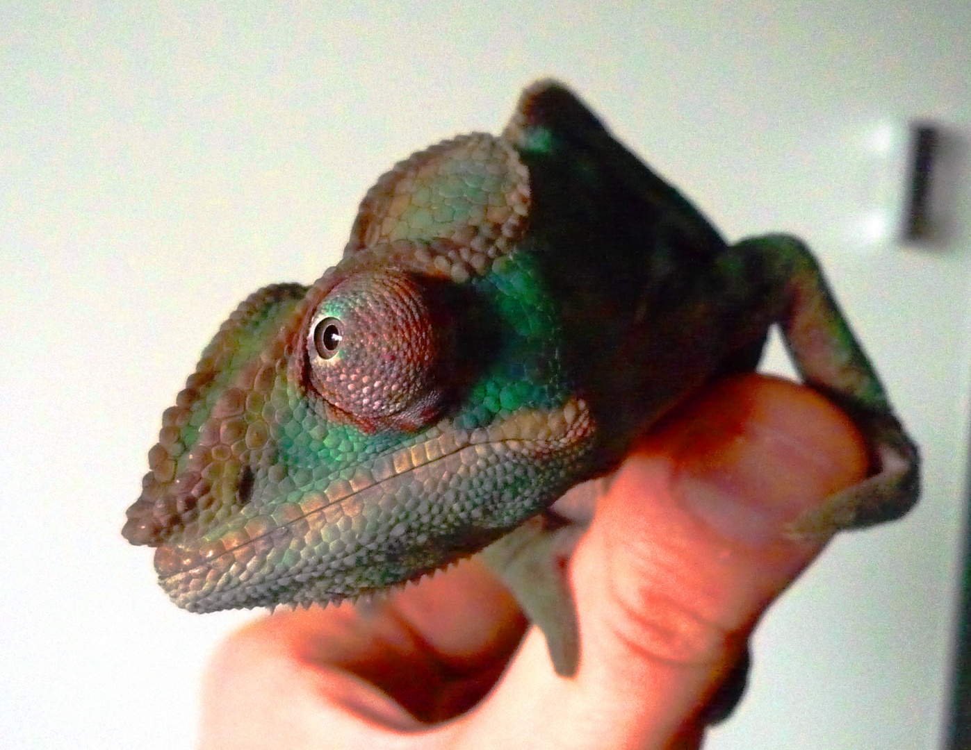 Furcifer Pardalis Pantherchamäleon schicke Nase