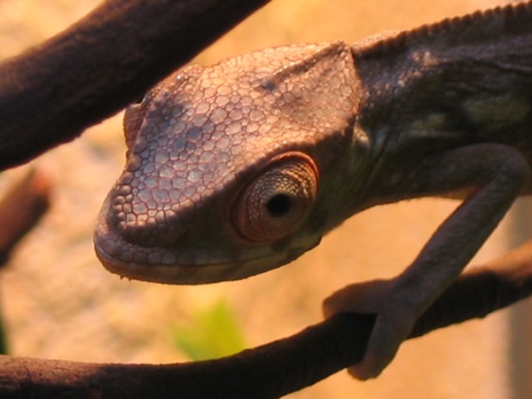 Furcifer pardalis Portrait