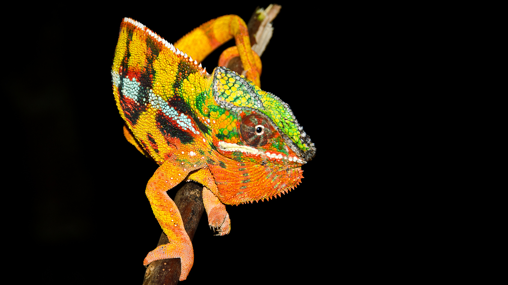 Furcifer pardalis - Sambava