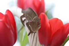 Furcifer Pardalis und rote Tulpen