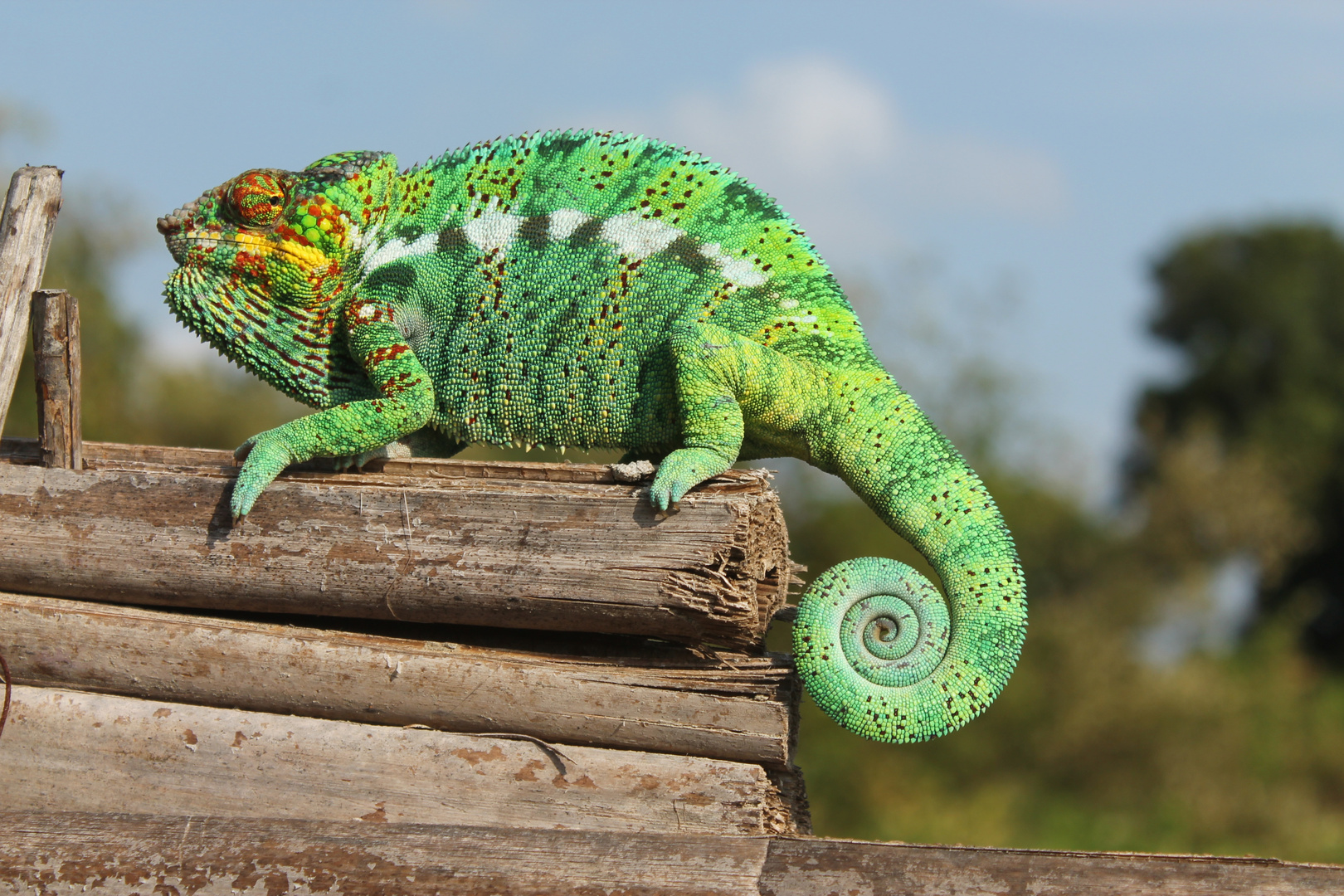 Furcifer Pardalis von Nosy Be