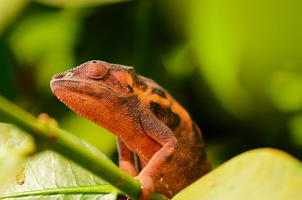 Furcifer pardalis, weiblich