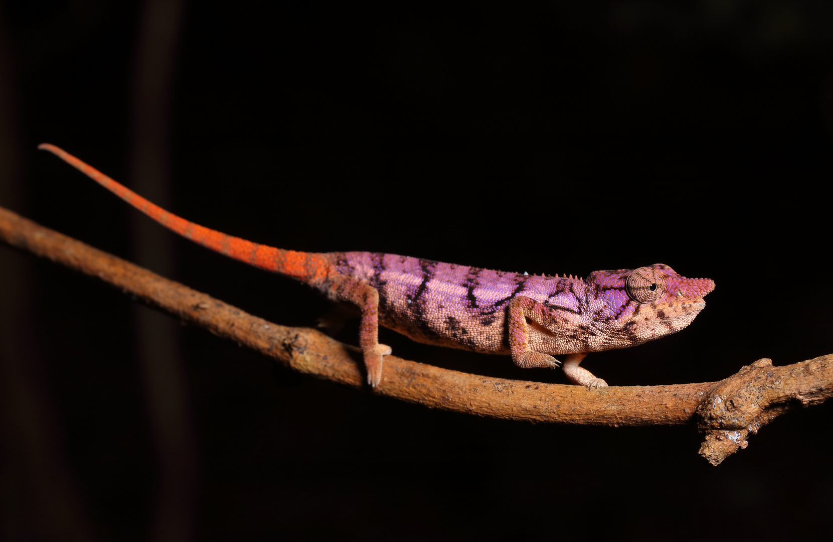 Furcifer rhinoceratus