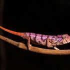 Furcifer rhinoceratus