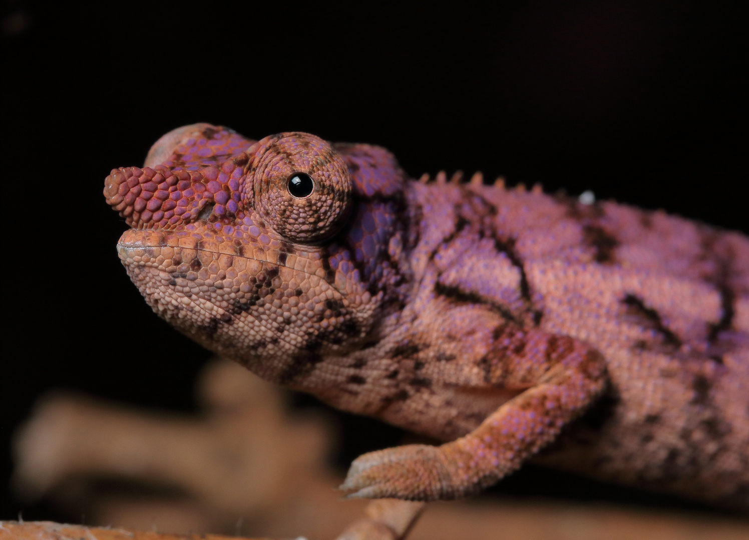 Furcifer rhinoceratus