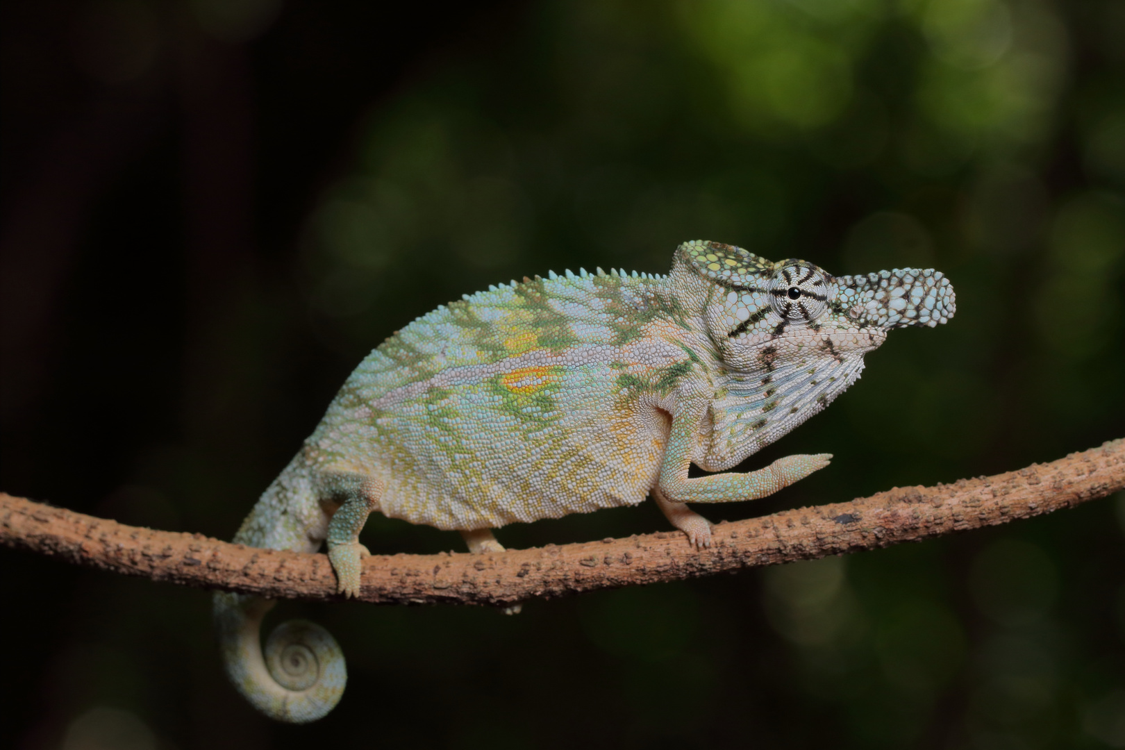 Furcifer rhinoceratus