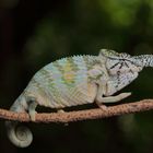 Furcifer rhinoceratus