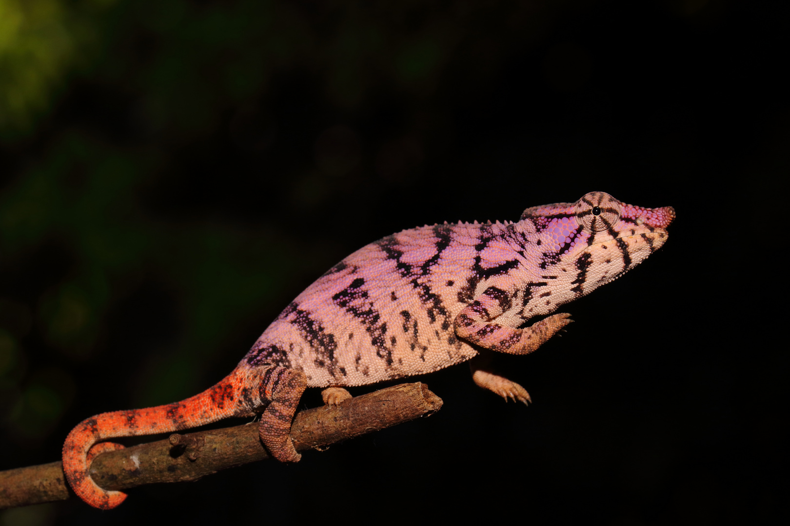 Furcifer rhinoceratus