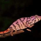 Furcifer rhinoceratus