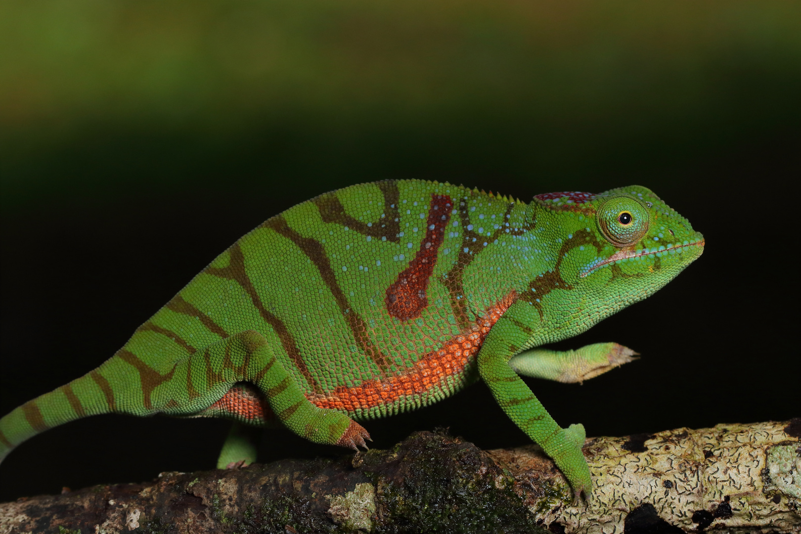 Furcifer timoni