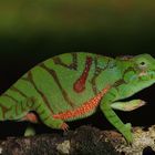 Furcifer timoni