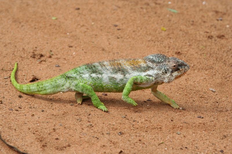 Furcifer Verrucosus ??? Foto & Bild tiere, wildlife, amphibien