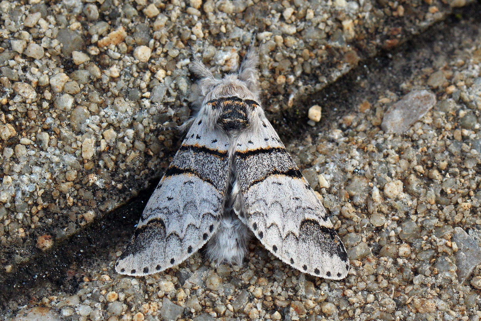 Furcula bifida