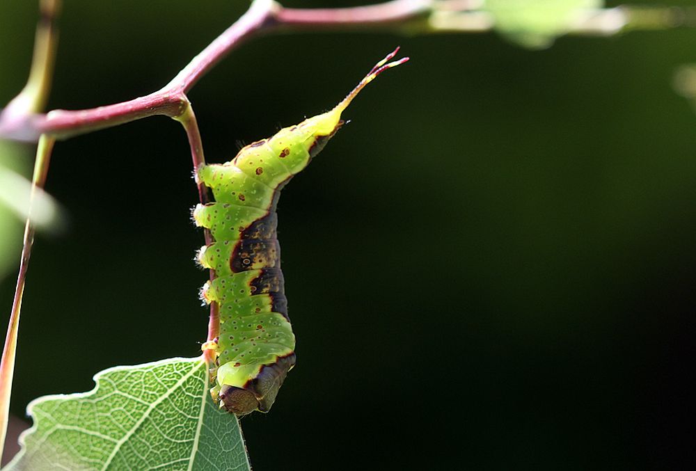 Furcula bifida