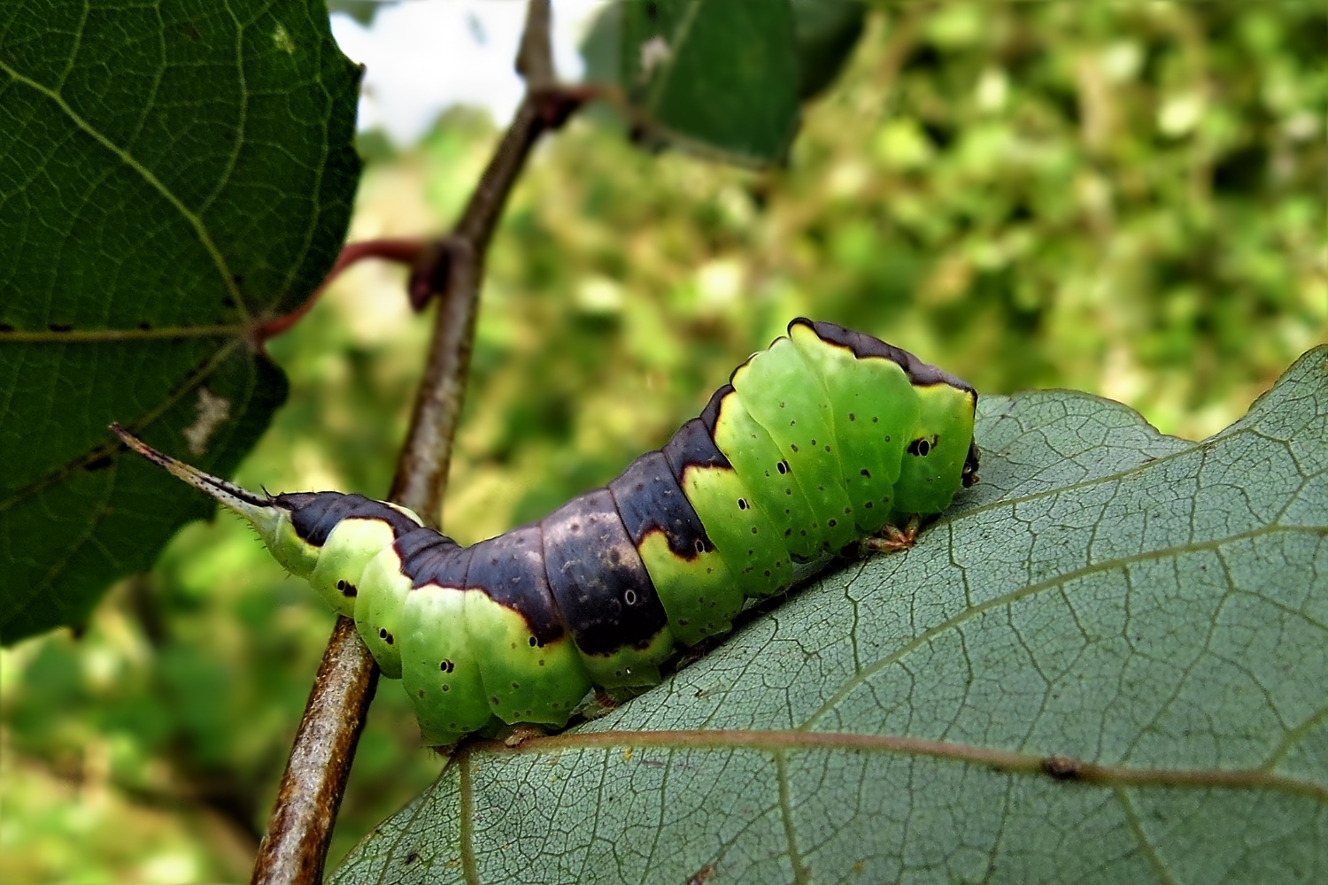 Furcula bifida Raupe auch so