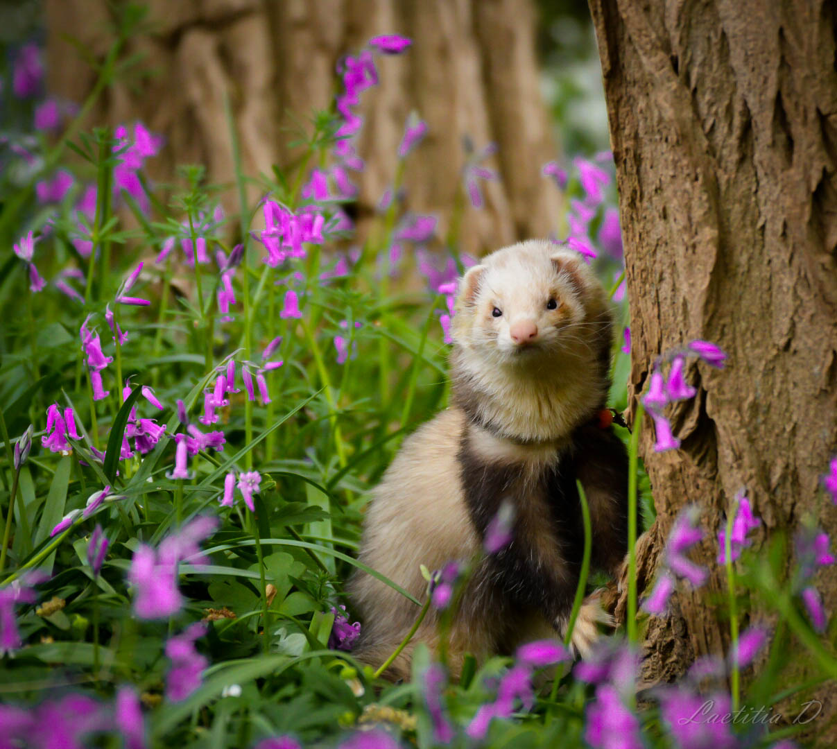 furet