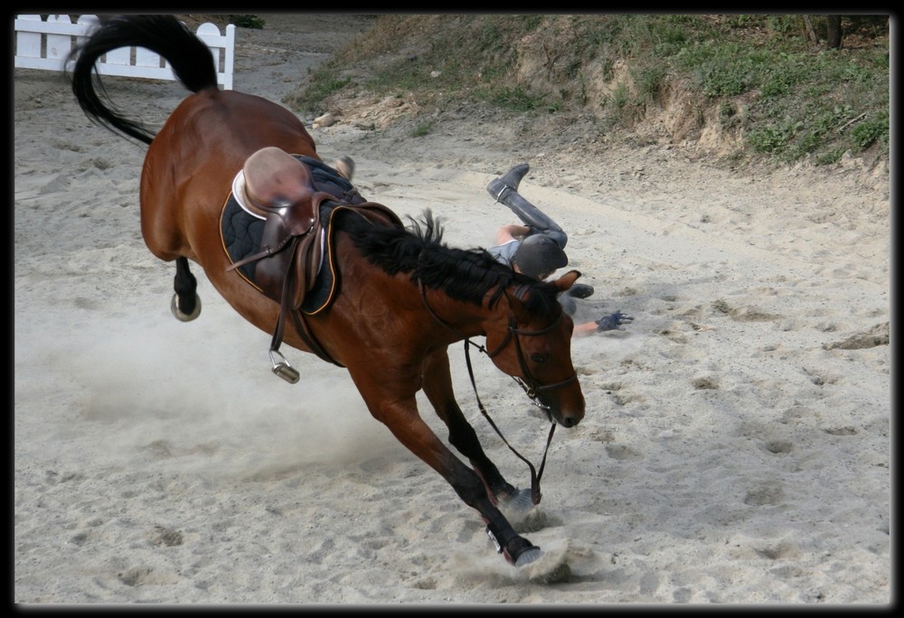 Furia equina