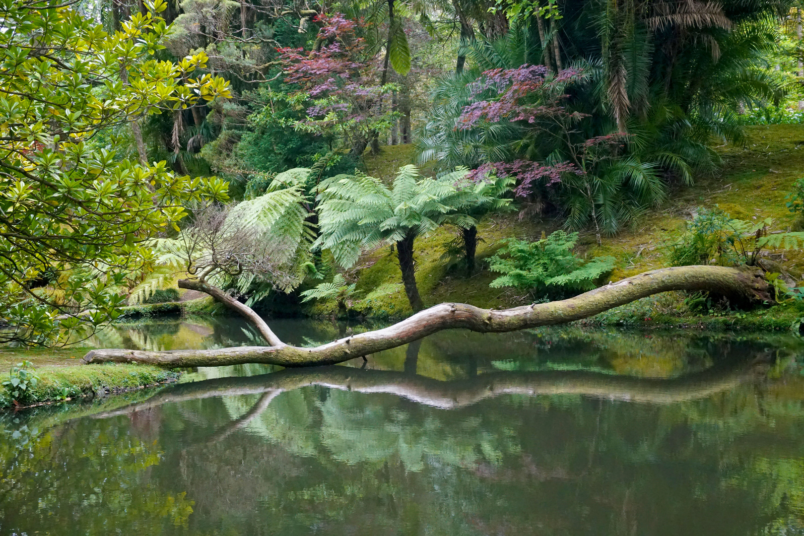 Furnas Park Terra Nostra Baumstilleben