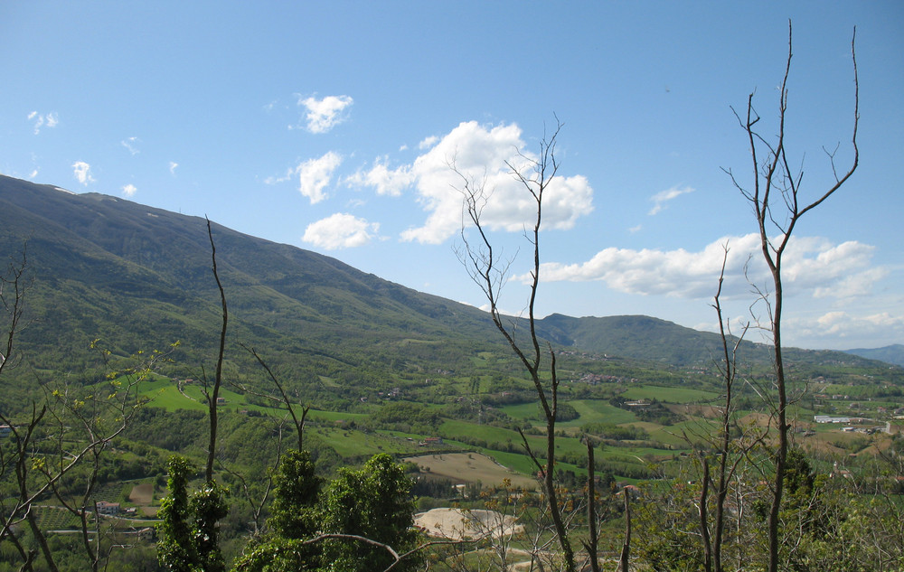 Furono Alberi