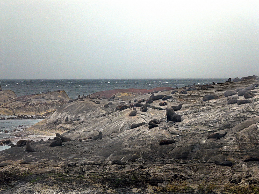 Furseal Colony