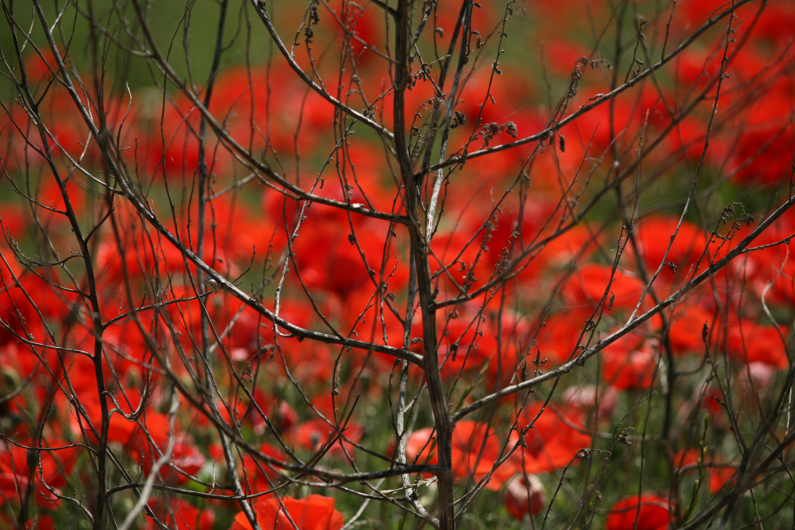 furtivement rouge