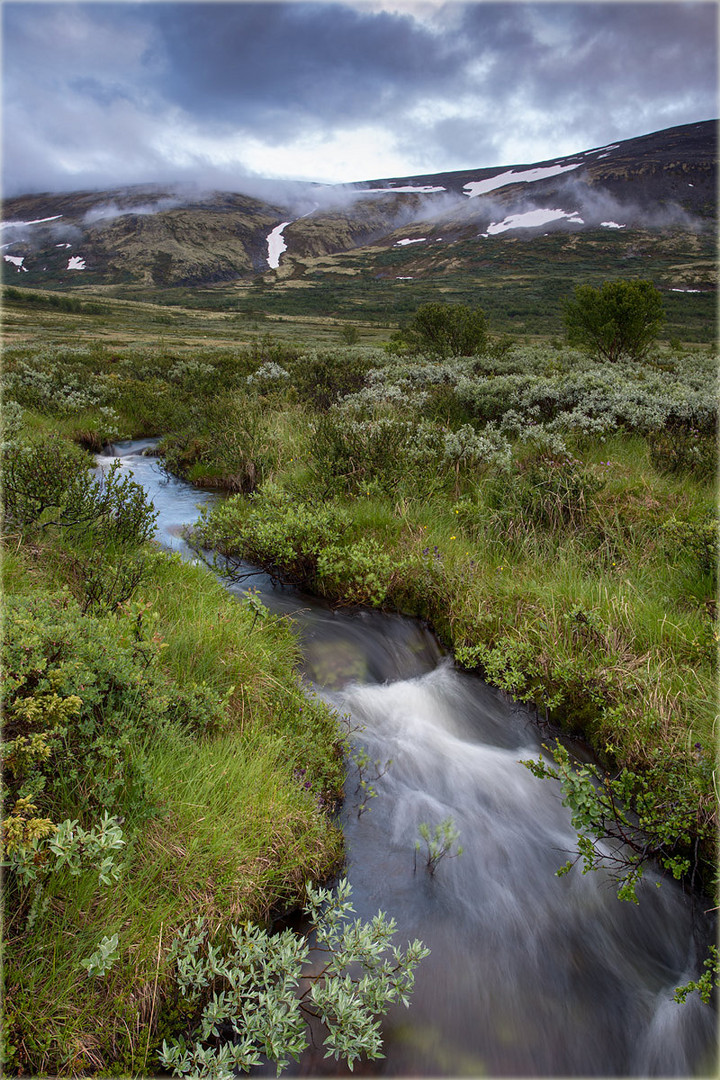 Furuhaugli - Dovrefjell