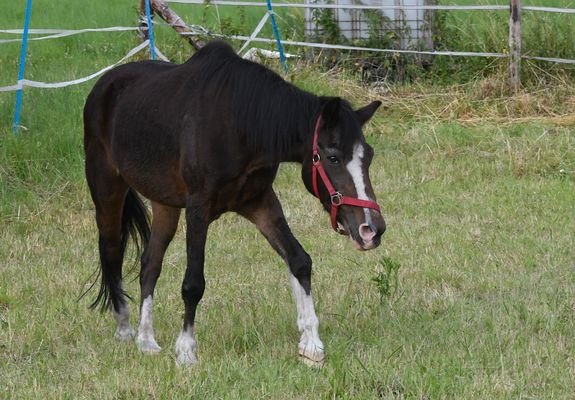 Fury heißt es wohl nicht...