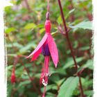 Fuschia #1