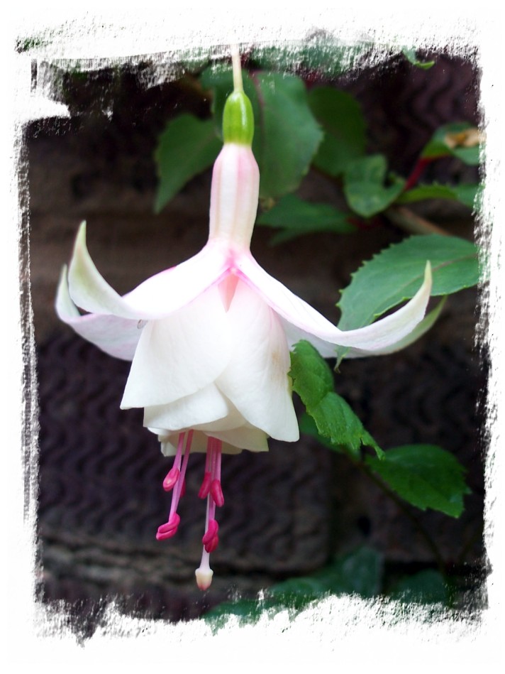 Fuschia #2