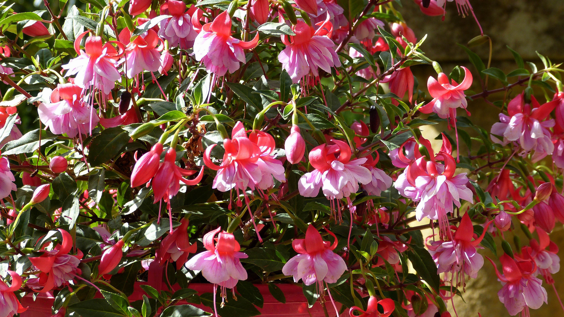 Fuschia de printemps