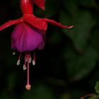 fuschia