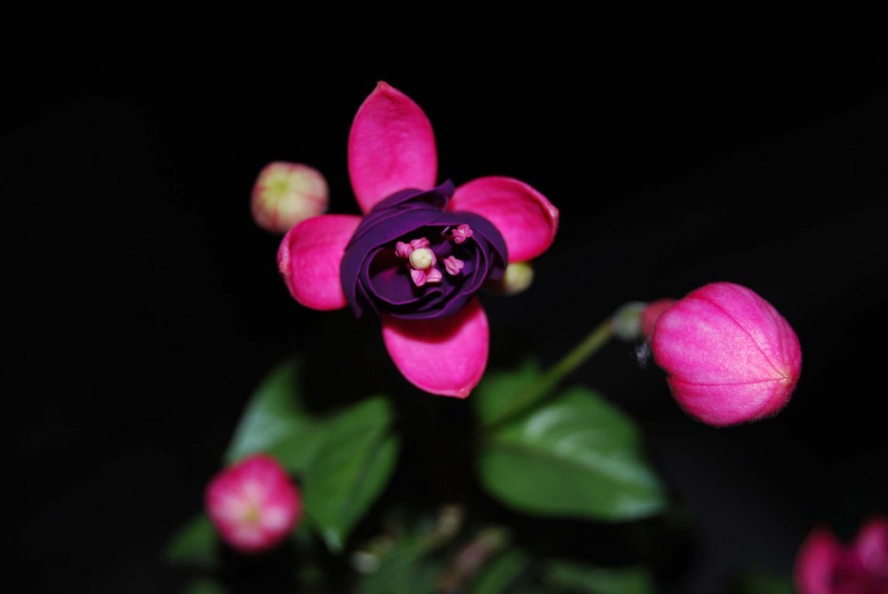 fuschia pendula