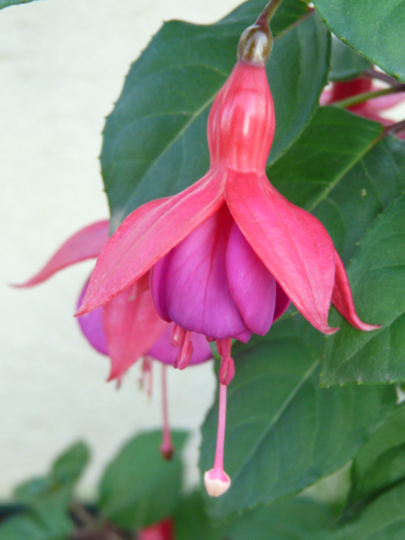 Fushia