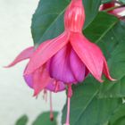 Fushia