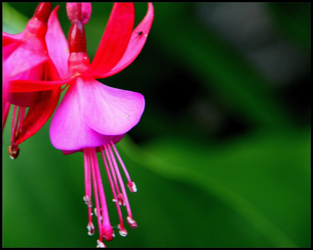 Fushia