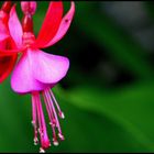 Fushia