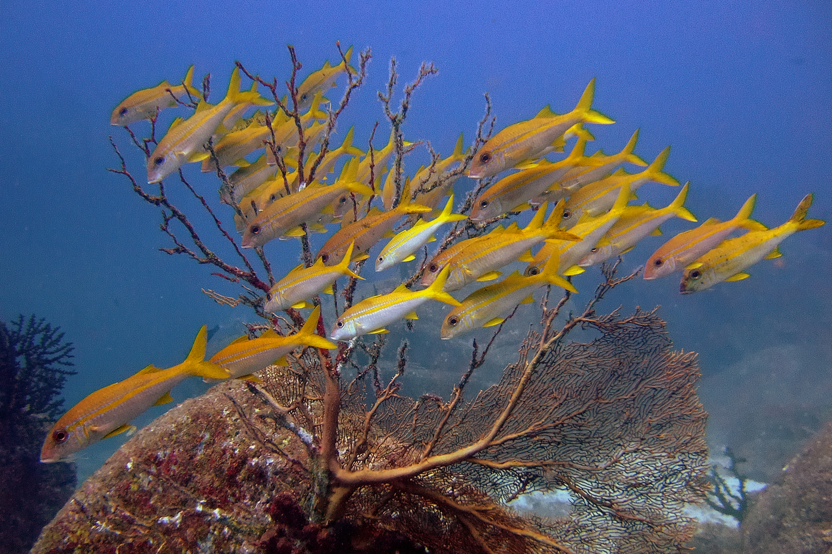 Fusiliers frolic on the coral reef