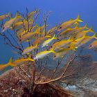 Fusiliers frolic on the coral reef