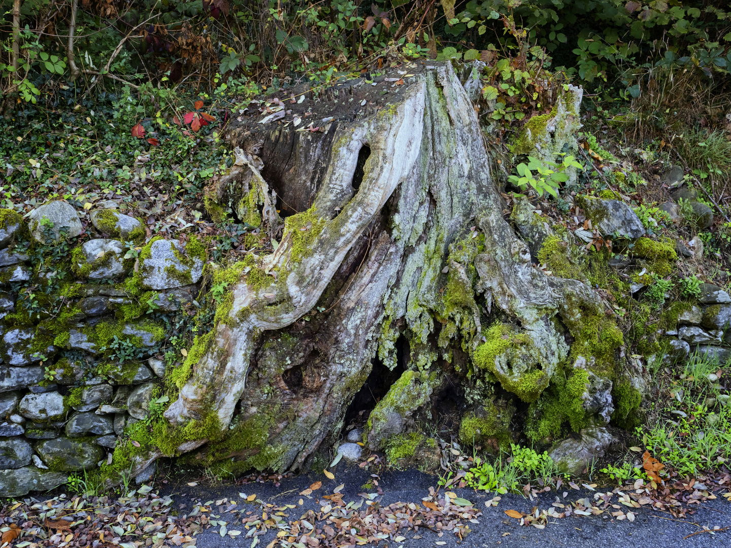 Fusione naturale