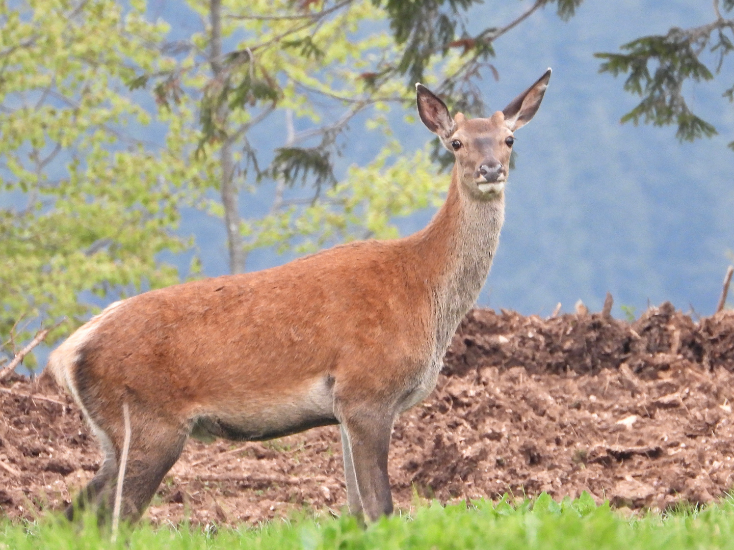 Fusone di cervo