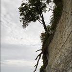 Fuß des Königsstuhls (Rügen)