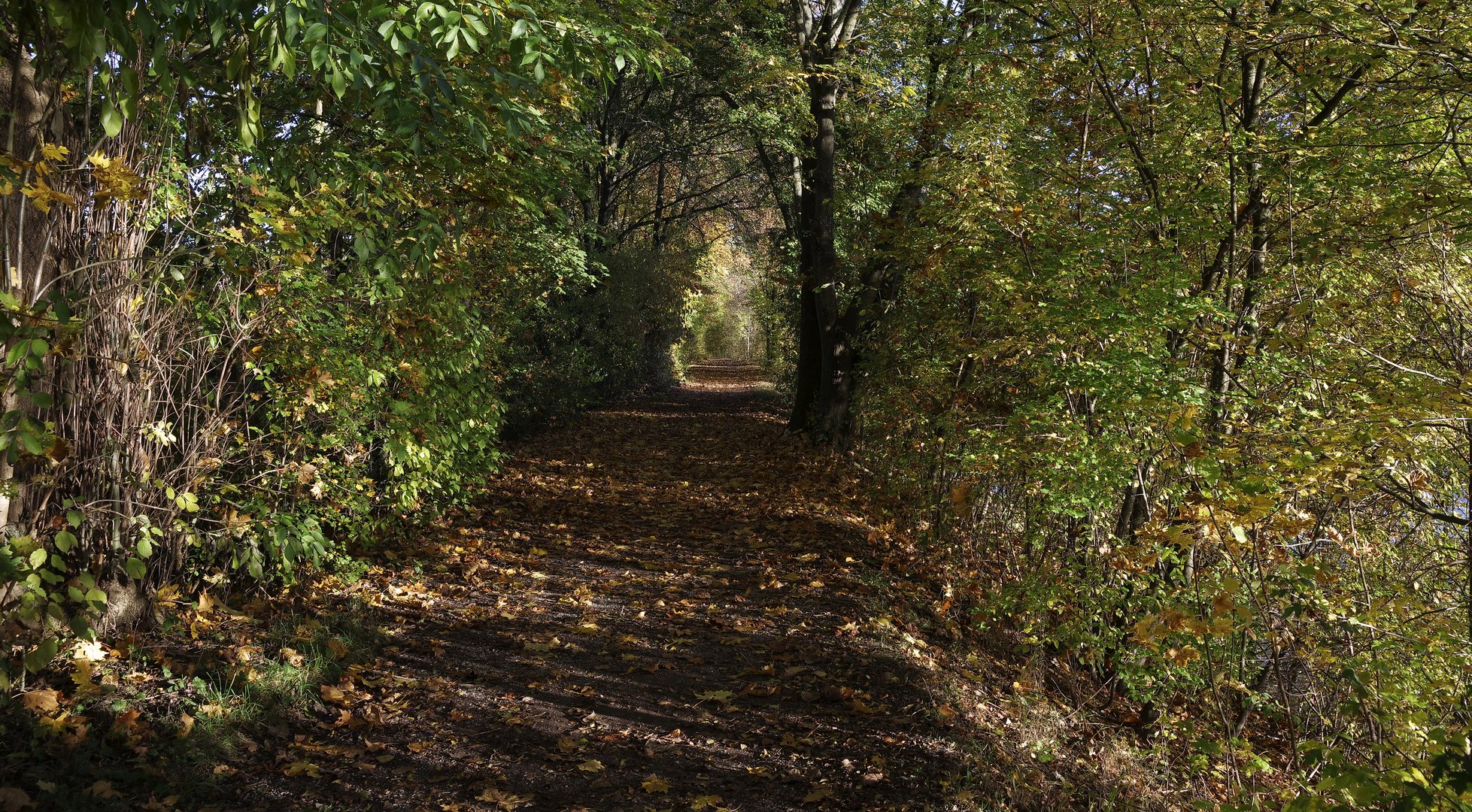 Fuß und Radweg zwischen Biotop und Neckar