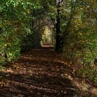 Fuß und Radweg zwischen Biotop und Neckar