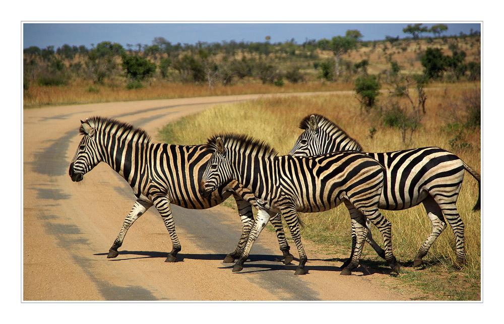 Fuß vom Gas - Zebrastreifen!