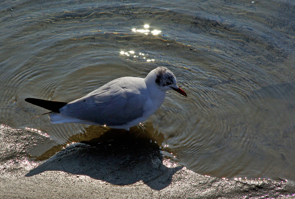 Fußbad - Foot Bath - Bain de pieds - Pediluvio - Baño de pies