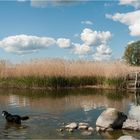 Fußbad im Achterwasser ...