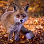  Fußbad im Herbstlaub!